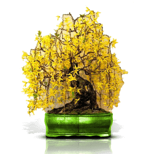 بنسای پاتنتیلا داروخانه گیاهی بیشه با بیشه همیشه در سلامت باشید